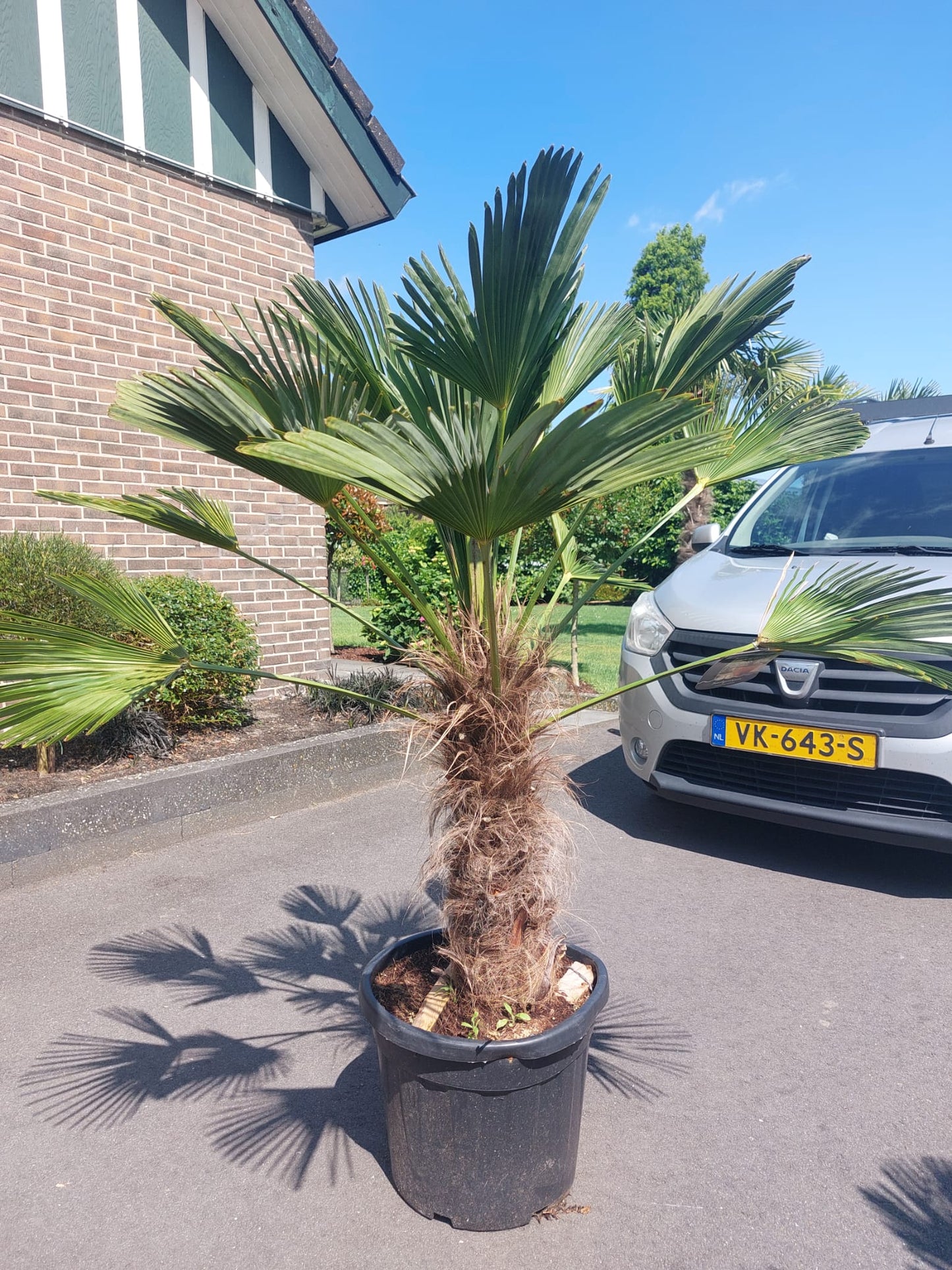 Trachycarpus fortunei 'Wagnerianus'  80-100cm