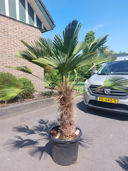 Trachycarpus fortunei 'Wagnerianus'  80-100cm
