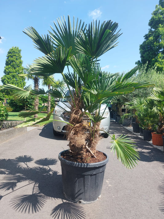 Trachycarpus fortunei 'Wagnerianus' meerstammig 150 centimeter
