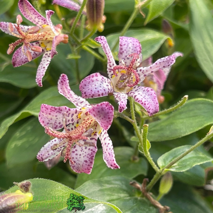 Tricyrtis formosana ‘Pink Freckles’ - Paddenlelie