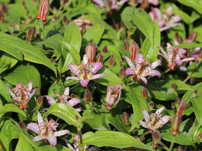 Tricyrtis formosana ‘Pink Freckles’ - Paddenlelie
