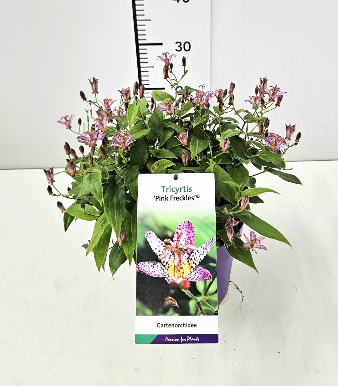 Tricyrtis formosana ‘Pink Freckles’ - Paddenlelie