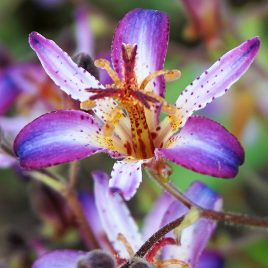 Tricyrtis hirta 'Taiwan Adbane' - Tijgerlelie