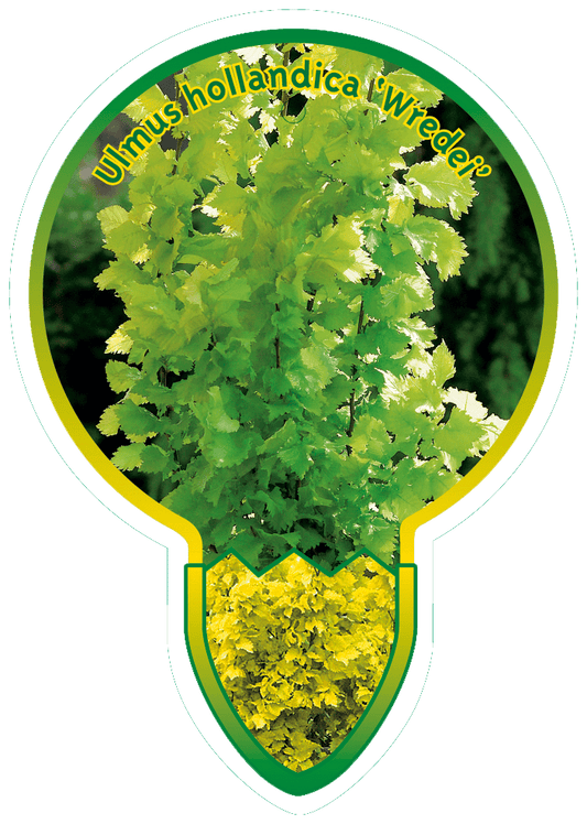 Ulmus hollandica 'Wredei' - Goudiep op stam