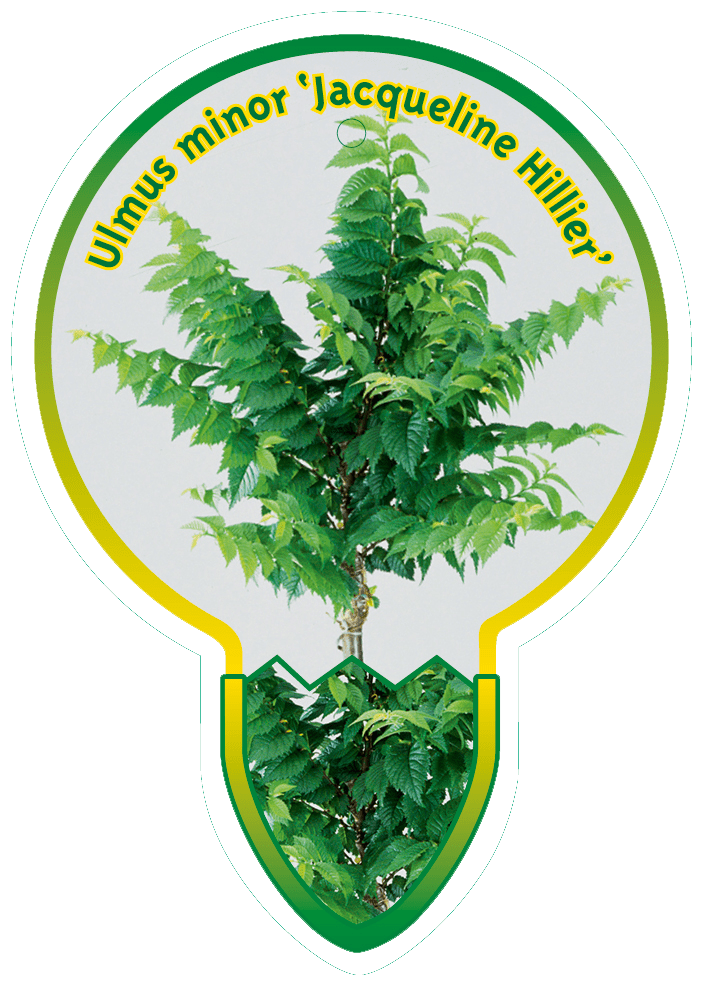 Ulmus minor 'Jacqueline Hillier' - Gladde Iep op stam