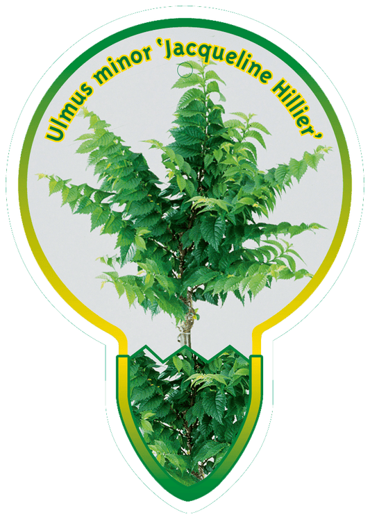 Ulmus minor 'Jacqueline Hillier' - Gladde Iep op stam
