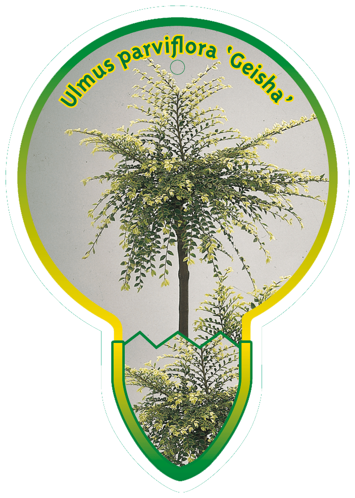 Ulmus parvifolia 'Geisha' - Chinese Iep op stam