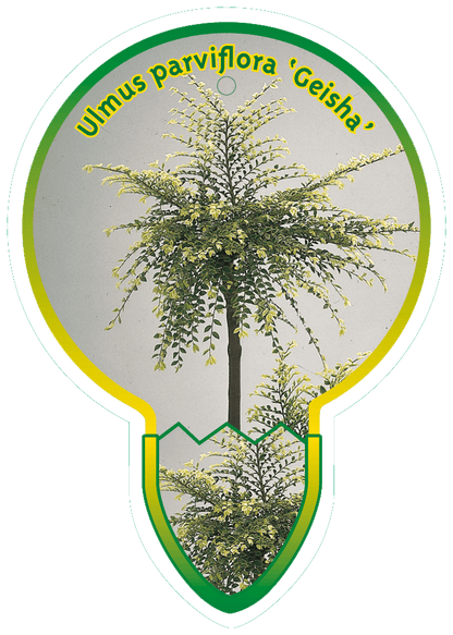 Ulmus parvifolia 'Geisha' - Chinese Iep op stam