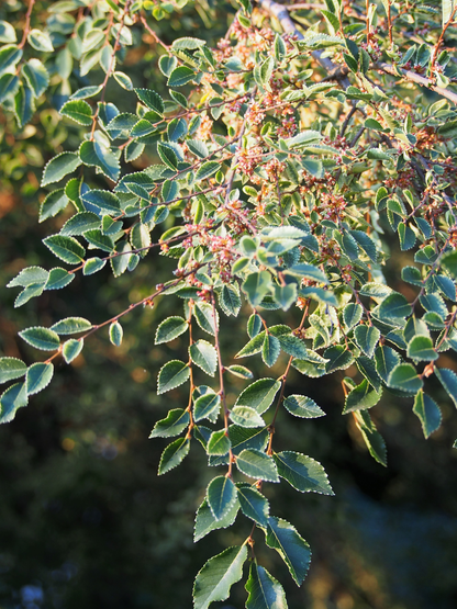 Ulmus parvifolia 'Geisha' - Chinese Iep op stam
