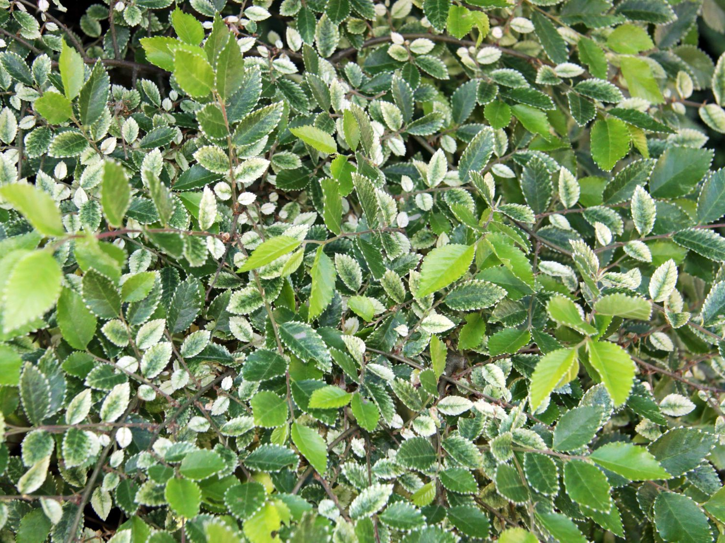 Ulmus parvifolia 'Geisha' - Chinese Iep op stam