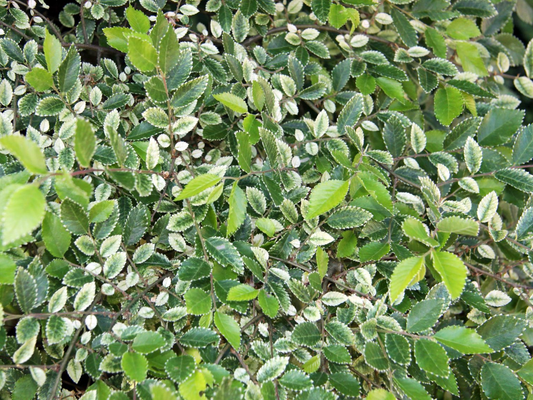 Een dichtbegroeide, groene struik met witte randen op de bladeren, perfect voor tuin- en landschapsontwerp. Ideaal voor decoratieve tuinbouw en natuurlijke sfeercreatie.