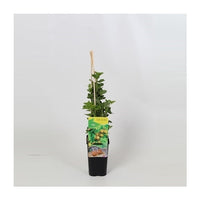 Ribes uva-crispa geel - Gele Kruisbes