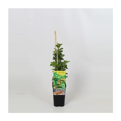 Ribes uva-crispa geel - Gele Kruisbes