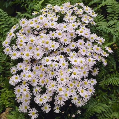 Aster (D) 'Schneekissen' - Herfstaster