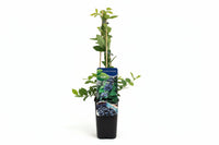 Vaccinium Corymbosum 'Bluecrop' - Blauwe bes