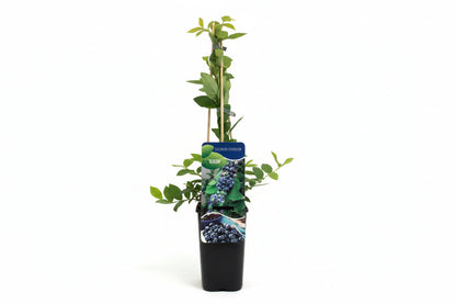 Vaccinium Corymbosum 'Bluecrop' - Blauwe bes