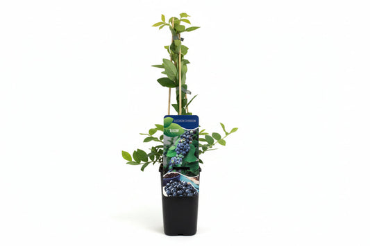 Een jonge blauwe bessenstruik in een zwarte pot, met groene bladeren en een informatief etiket. Geschikt voor tuin of balkon, met zichtbare stokken voor ondersteuning.