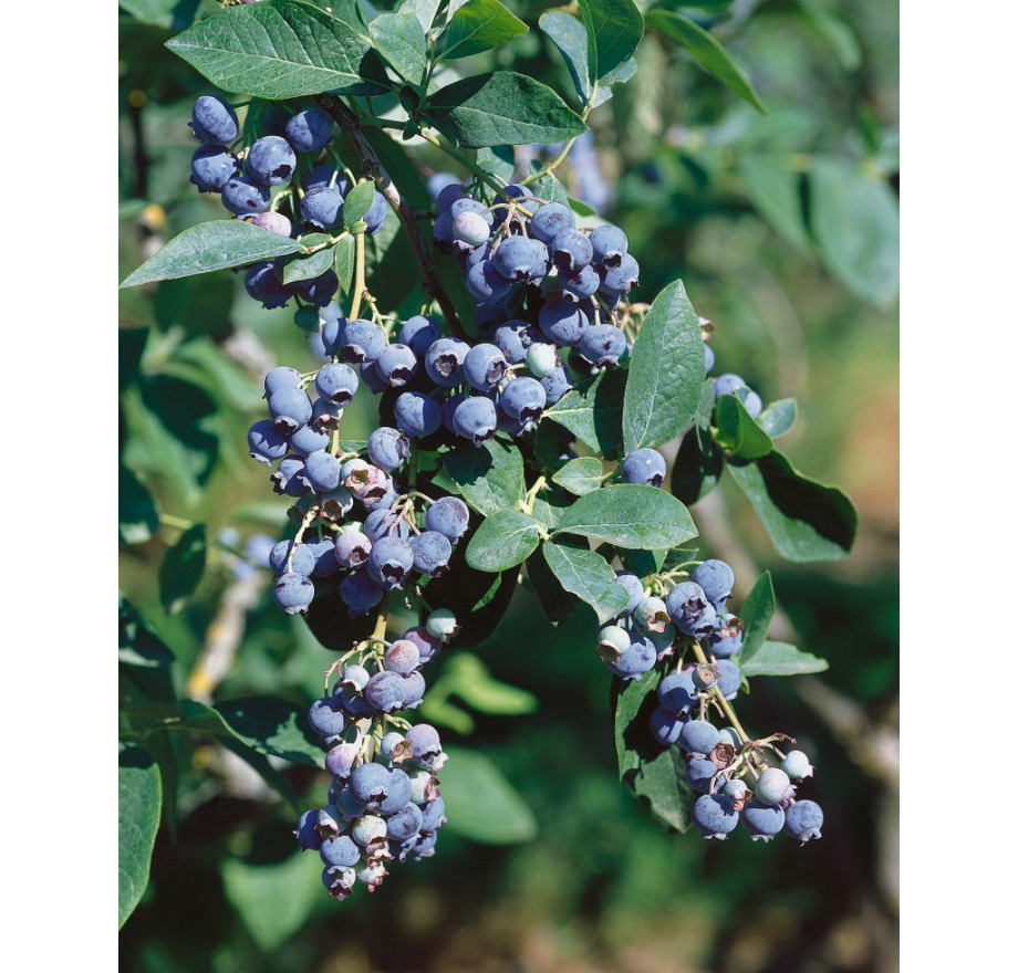 Klimfruit mix - Bessen, Bramen, Kiwi & Meer - Pakket van 10