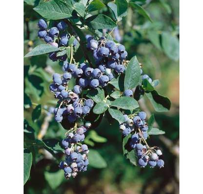 Klimfruit mix - Bessen, Bramen, Kiwi & Meer - Pakket van 10