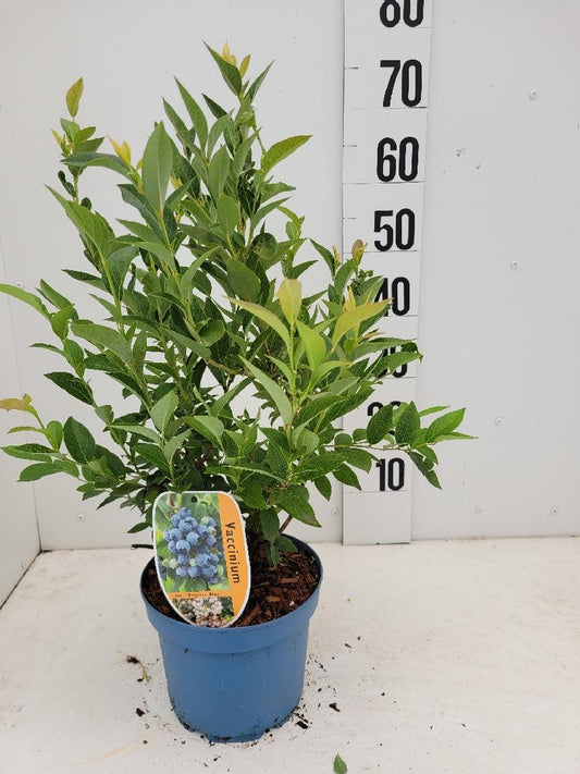 Vaccinium corymbosum 'Brigitta Blue' -  Blauwe bessen struik