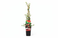 Vaccinium macrocarpon 'Early Black' - Cranberry