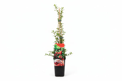 Vaccinium macrocarpon 'Early Black' - Cranberry
