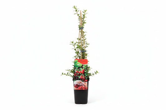 Een jonge, groene cranberryplant in een zwarte pot, ondersteund door houten stokken en met een kleurrijke verpakking. Perfect voor binnen- of buitenkwekerij en decoratieve tuinprojecten.
