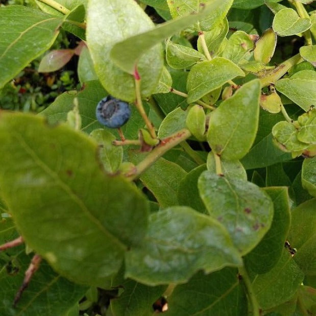 Vaccinium cor. 'Emblue' - Blauwe bosbes