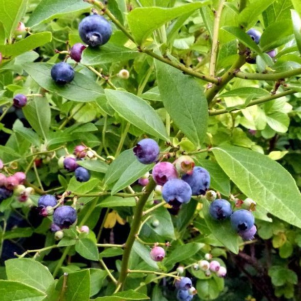 Vaccinium cor. 'Goldtraube 71' - Amerikaanse bosbes