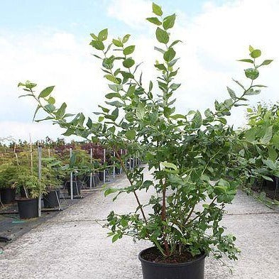 Vaccinium cor. 'Goldtraube 71' - Amerikaanse bosbes