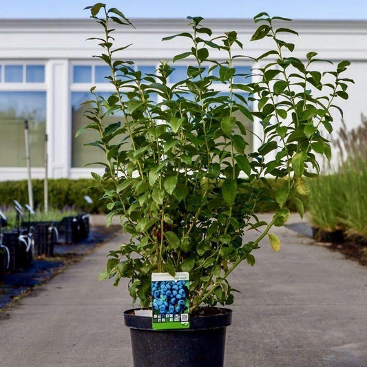 Vaccinium cor. 'Patriot' - Blauwe bes