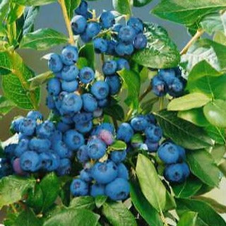 Vaccinium cor. 'Patriot' - Blauwe bes