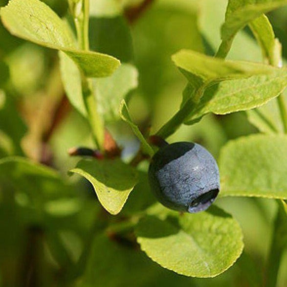 Vaccinium myrtillus - Kleinblijvende Blauwe bes