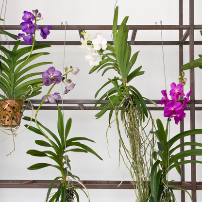 Vanda orchidee - Lila - L