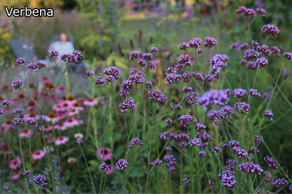 Borderpakket 'Bijen & Vlinders' - 5m² - 50 planten