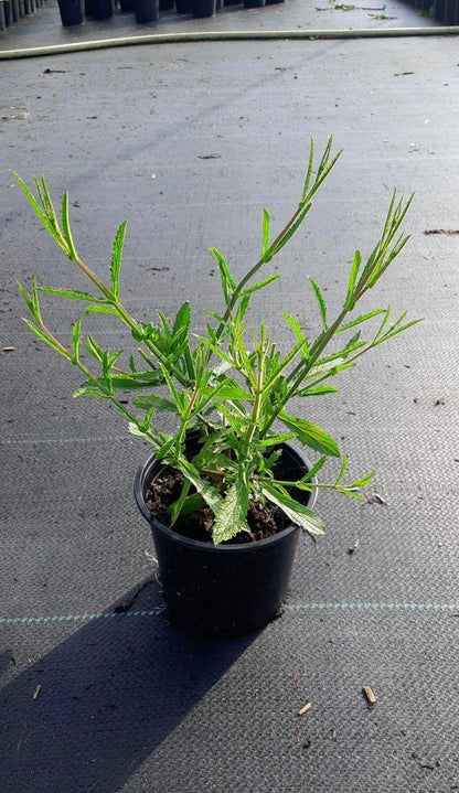 Verbena bonariensis - IJzerhard