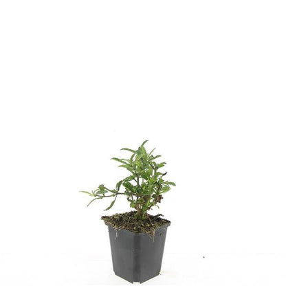 Verbena bonariensis - IJzerhard