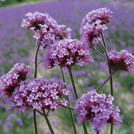 Verbena bonariensis - IJzerhard