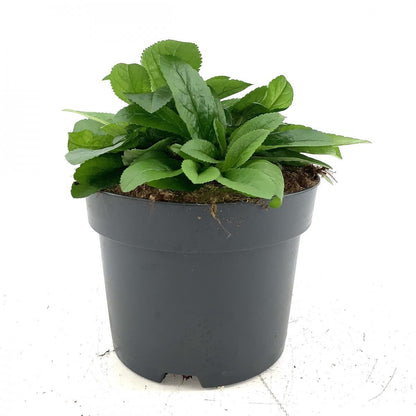 Veronica spicata 'Ulster Dwarf Blue' - Aarereprijs (Ereprijs)