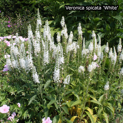 Borderpakket 'Pastel & Wit' - 5m² - 50 planten