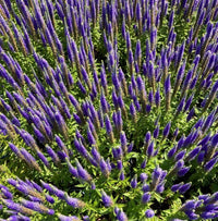 Veronica spicata 'Ulster Dwarf Blue' - Aarereprijs (Ereprijs)