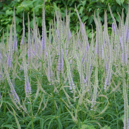 Veronicastrum virginicum 'Lavendelturm' - Ereprijs