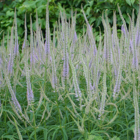 Veronicastrum virginicum 'Lavendelturm' - Ereprijs