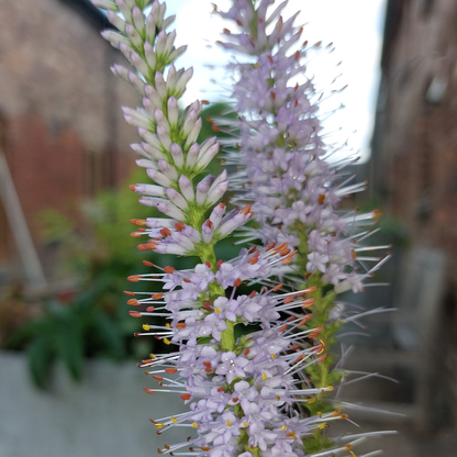 Veronicastrum virginicum 'Lavendelturm' - Ereprijs