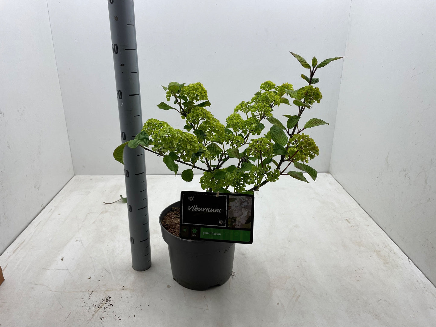 Viburnum plicatum 'Grandiflorum' - Japanse sneeuwbal