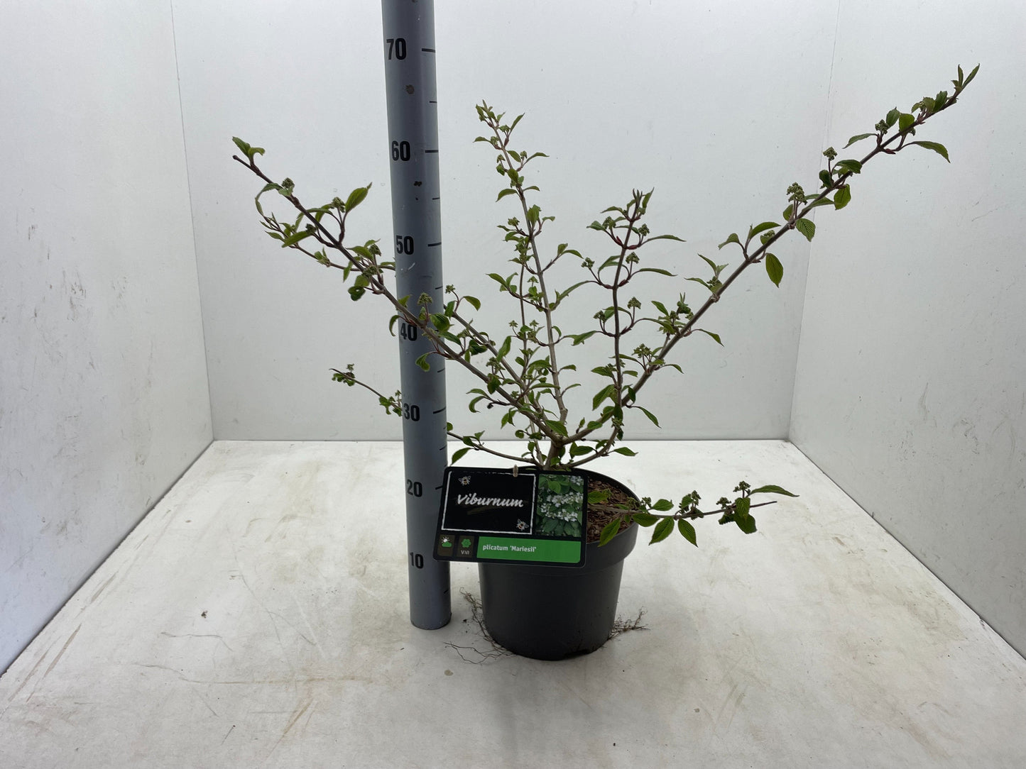 Viburnum plicatum 'Mariesii' - Japanse sneeuwbal