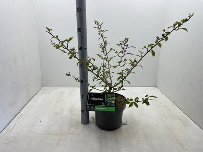 Viburnum plicatum 'Mariesii' - Japanse sneeuwbal