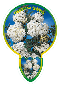 Viburnum 'Eskimo' - Sneeuwbal op stam