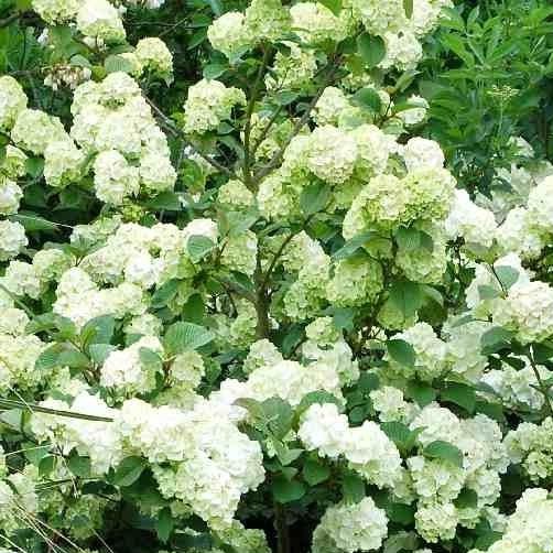 Viburnum plicatum 'Grandiflorum' - Japanse sneeuwbal