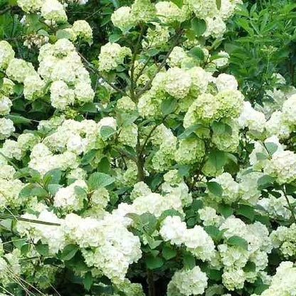 Viburnum plicatum 'Grandiflorum' - Japanse sneeuwbal